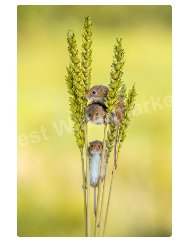 Adjust watermark placement
